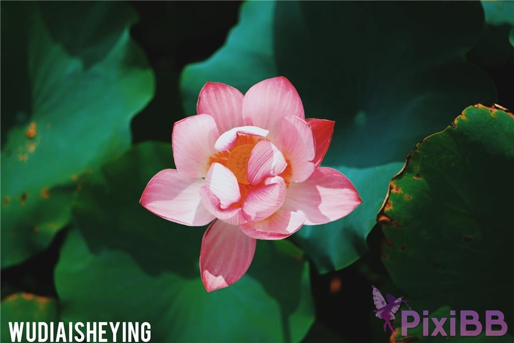 OtherXXX WUDIAISHEYING X Beautiful private photos of porn masters PixiBB.COM 1603