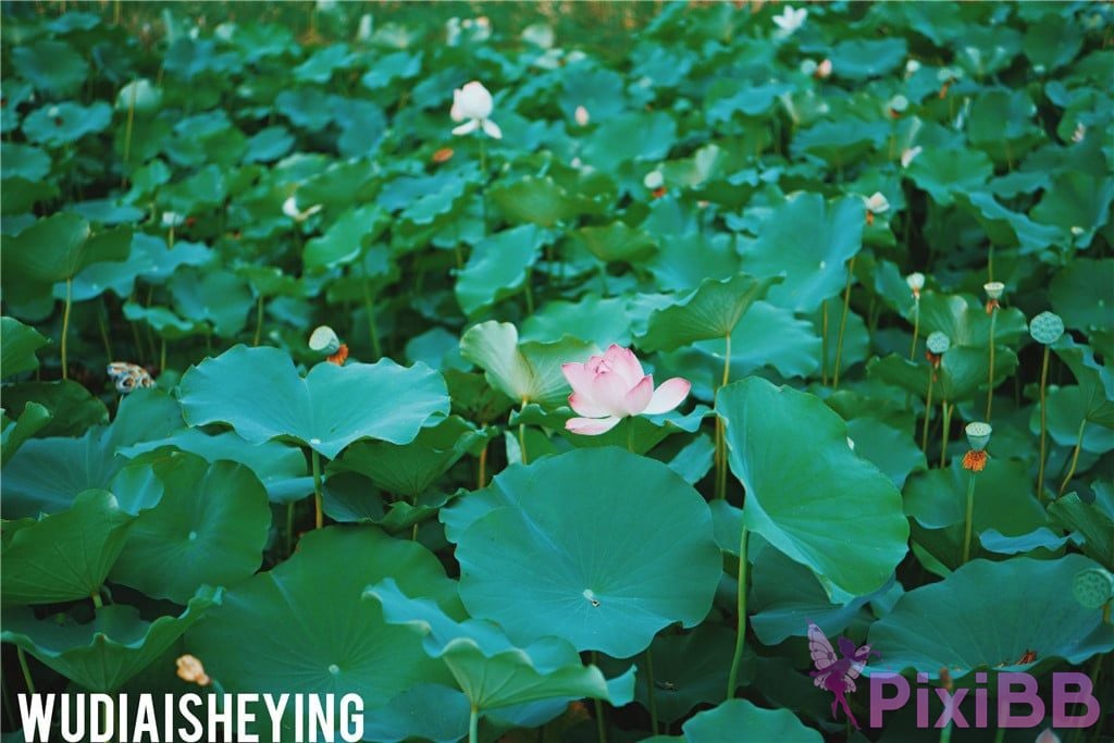 OtherXXX WUDIAISHEYING X Beautiful private photos of porn masters PixiBB.COM 1606