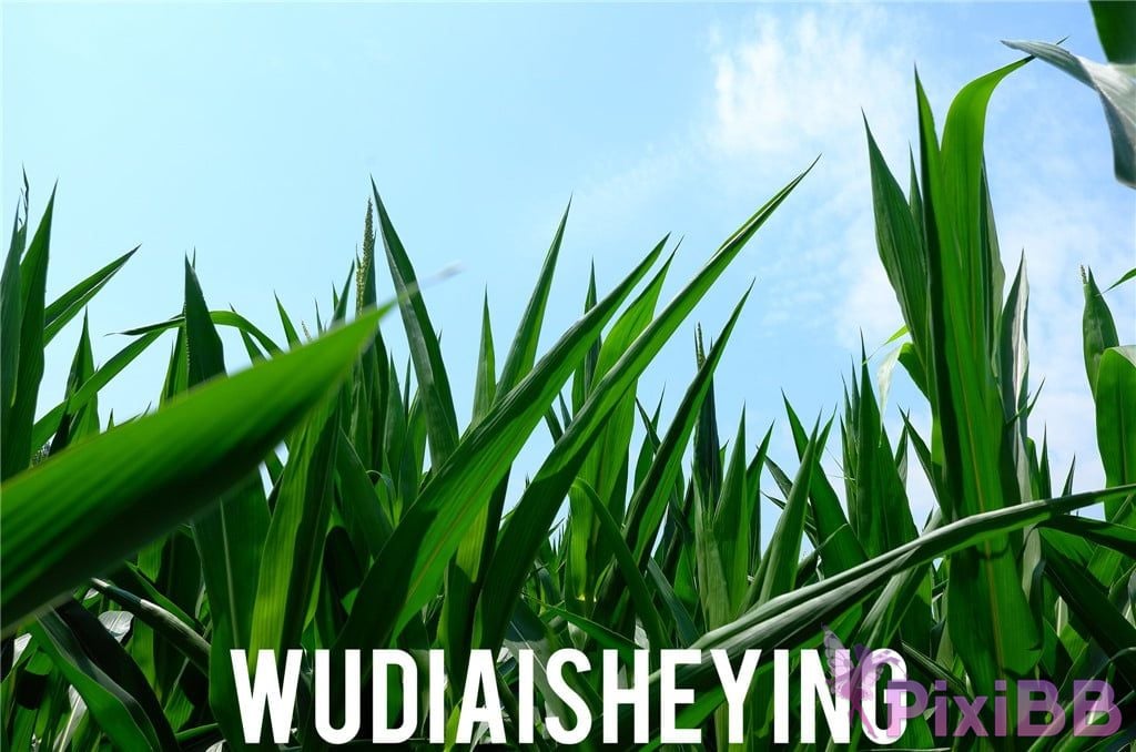 OtherXXX WUDIAISHEYING X Beautiful private photos of porn masters PixiBB.COM 1695
