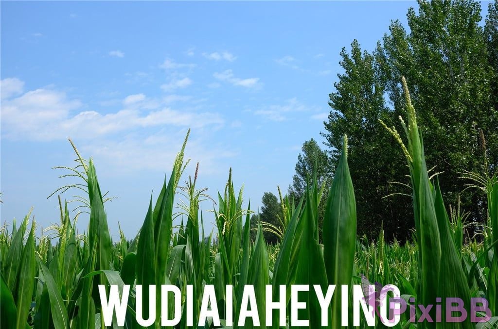 OtherXXX WUDIAISHEYING X Beautiful private photos of porn masters PixiBB.COM 1696