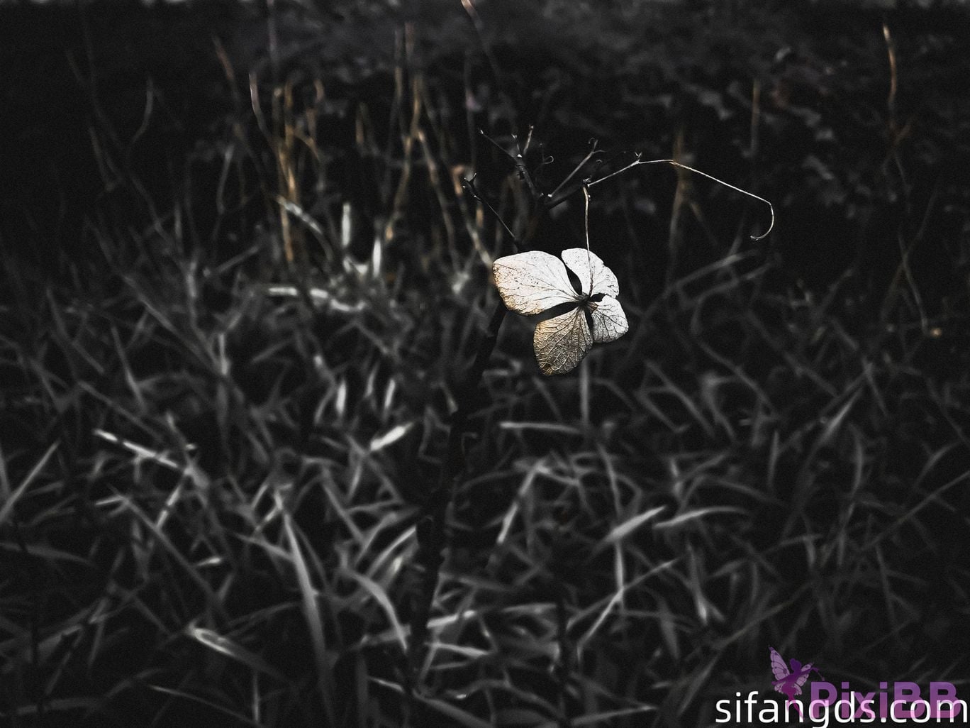 OtherXXX LazyLLL777 Ah Qi Internet celebrity photographer Full scale beautiful private photography PixiBB.COM 561